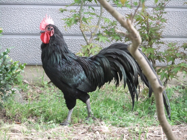 株式会社ジャストライト浪岡智がお送りする鹿児島県の「黒さつま地鶏」についてのイメージ画像