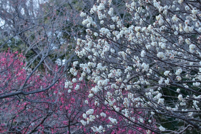株式会社ジャストライト浪岡 智がお送りする九州の「梅の花」についてのイメージ画像